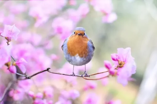 Bird on branch