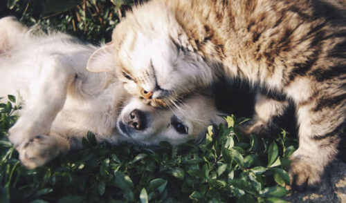 A Kitten and Puppy laying together