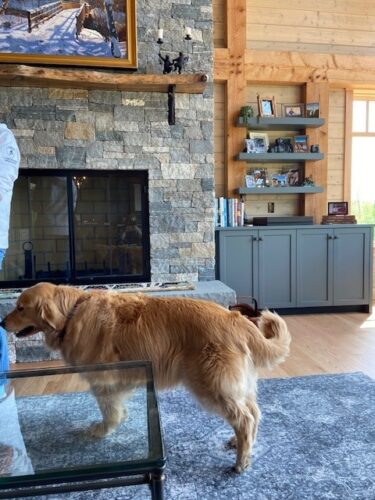 custom living room with a golden retreiver